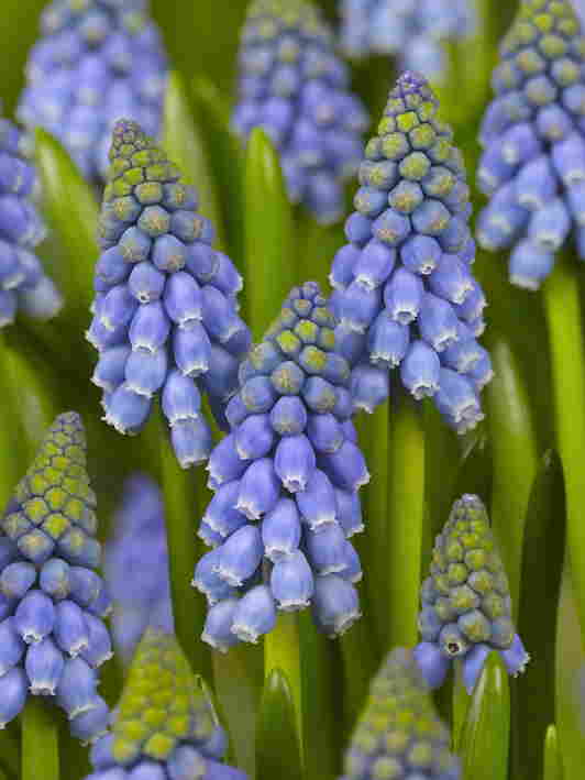 images/categorieimages/N325 FA 10-0480 MUSCARI ARMENIACUM.jpg